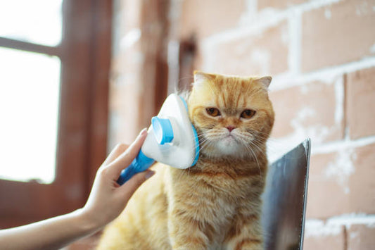 Cat Hair Steam Brush