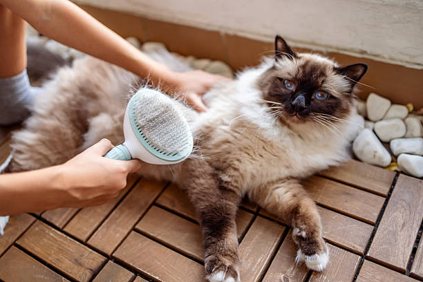 cat brush steam