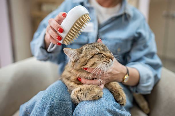 Cat Brush with Steam