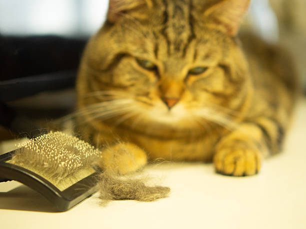 cat brushes for shedding