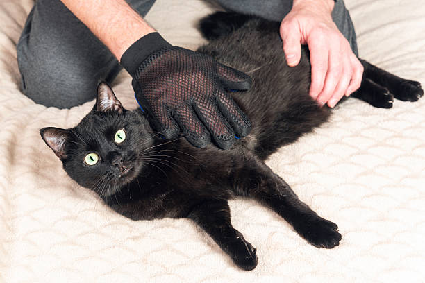 Cat Grooming Glove Australia