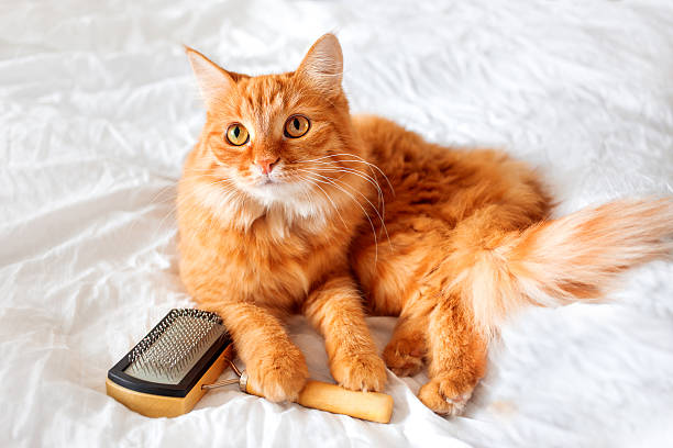 cat hair brush for shedding