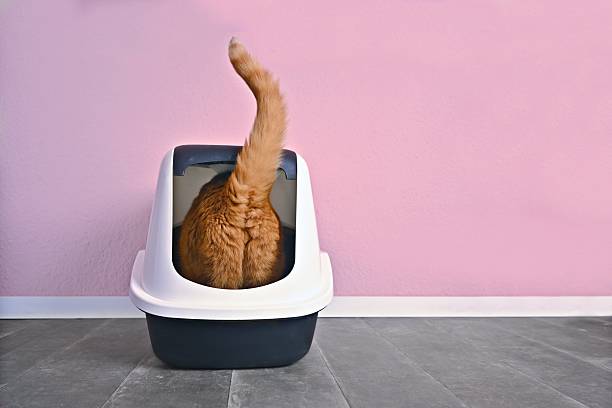 Cat Litter Box