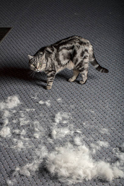 How to Reduce Cat Shedding