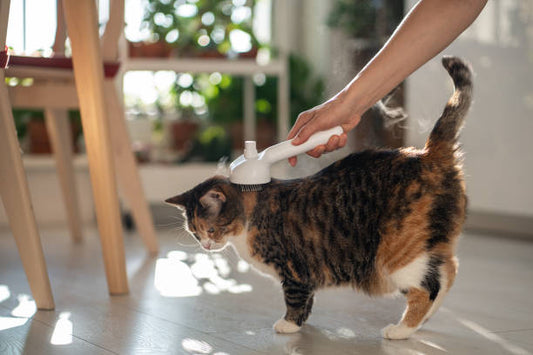 cat steam brush reviews