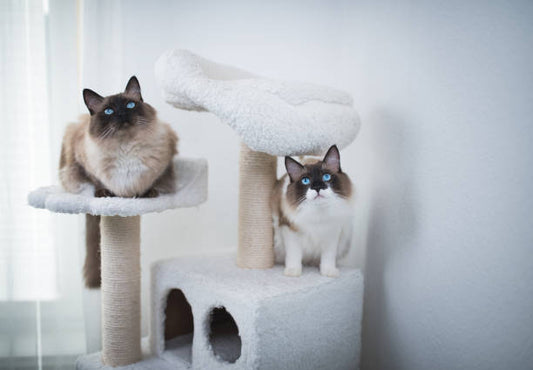 Cat tree