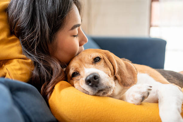 Why Some Dogs Become Clingy After Moving House