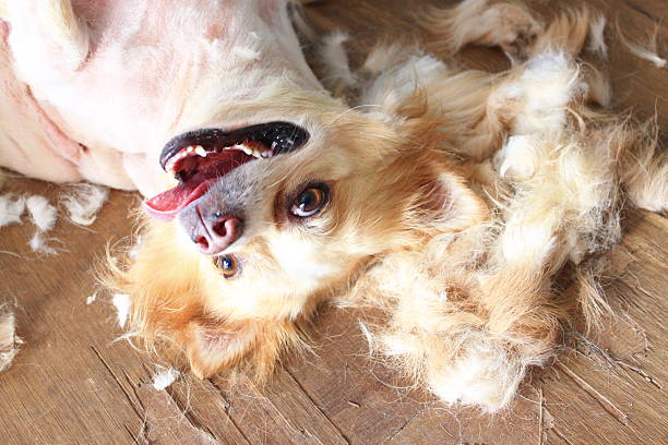 Best Deshedding Tool for Dogs Australia