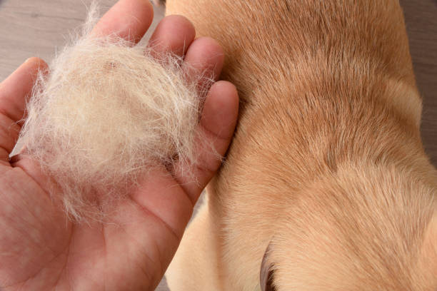 Foods That Help Reduce Dog Shedding Naturally
