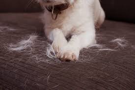 Shedding Brush for Dog