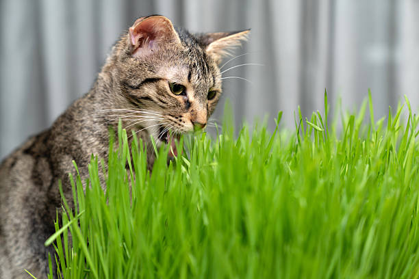 Does Grooming Help Reduce Hairballs in Cats