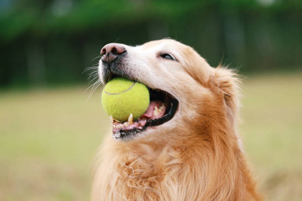 Dog Auto Ball Thrower