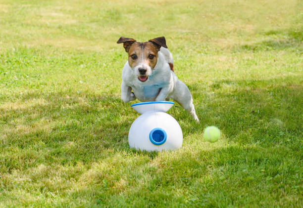 dog ball launcher