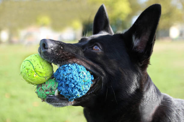 Dog Ball Thrower