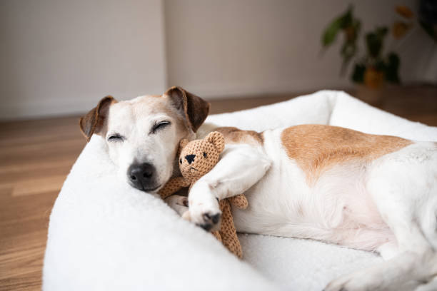 when to replace your dog’s bed