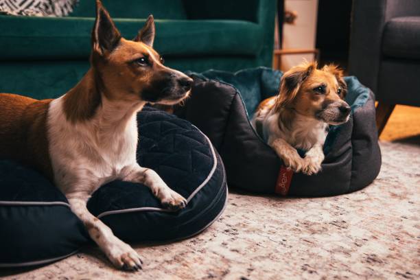 Dog Bed Size Guide Australia