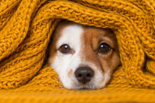 Dog Blankets for Dogs Australia