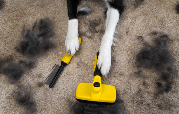 Is Dog Shedding Worse in Summer or Winter in Australia