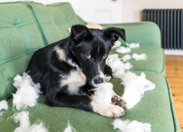Why Do Dogs Destroy Toys