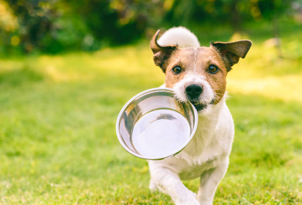 Does Diet Affect Dog Shedding