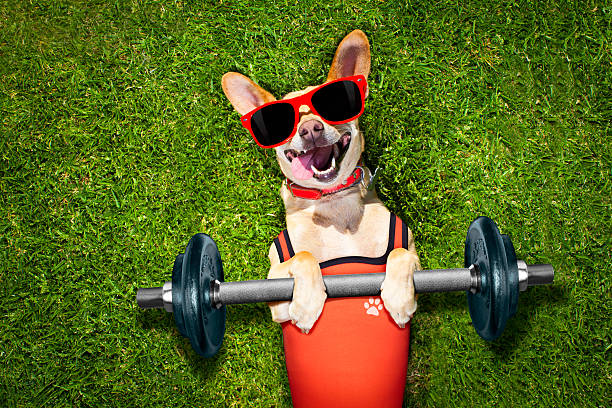 How Much Exercise Does a Dog Need Each Day