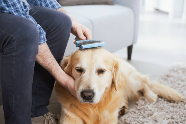 Brush for Dog Who Hates Being Brushed