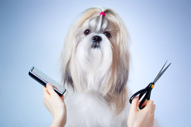 Common Dog Grooming Mistakes That Cause Shedding