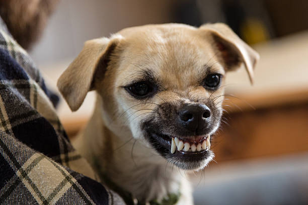 Dog Growling What It Means Australia