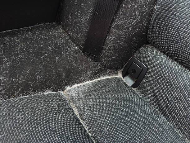 How to Get Dog Hair Off Car Seats