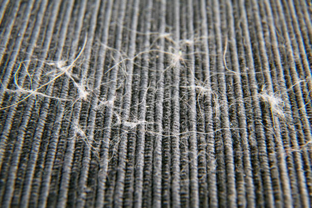 Best Tools to Remove Dog Hair from Carpet Australia