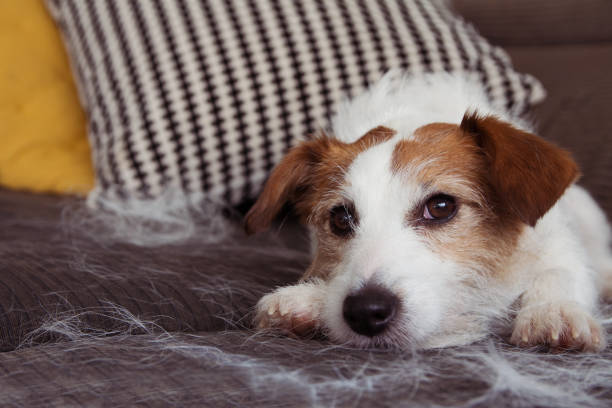 How to Clean Dog Hair from a Couch