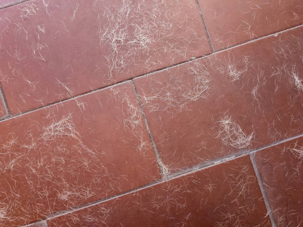 How to Remove Dog Hair from Floors