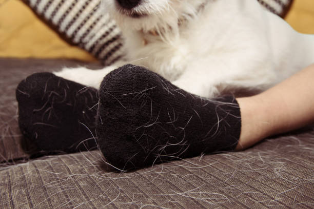 Best Way to Remove Dog Hair from Furniture Australia