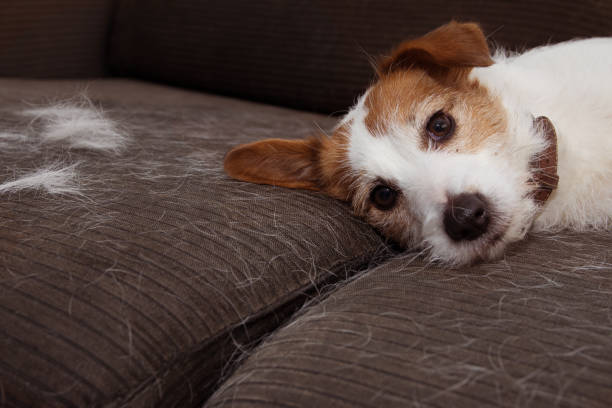 How to Keep Dog Hair Off Furniture