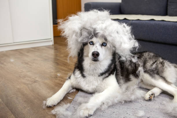 How to Manage Dog Hair Around the House