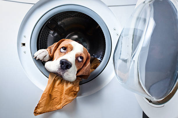 Does Dog Hair Clog a Washing Machine
