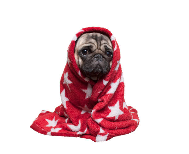 Dog Bed vs Blanket for Dogs