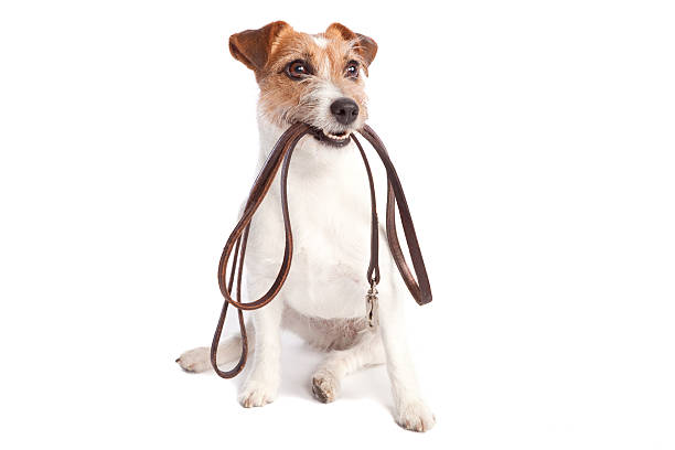 Best Long Dog Leash