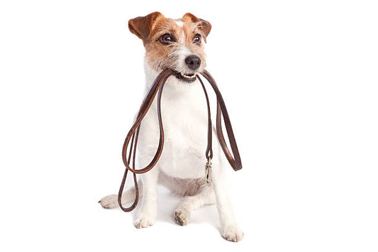 Best Long Dog Leash
