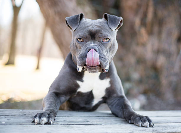Dog Lip Licking Meaning