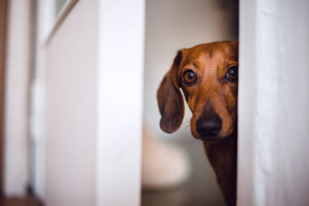Why Dogs Shake Off After Stress