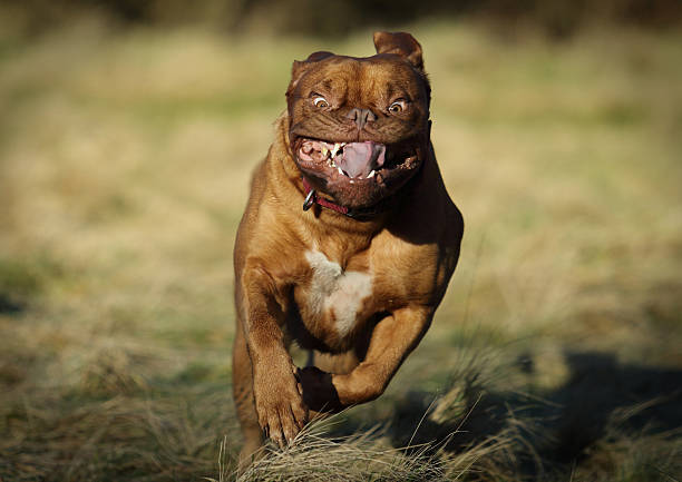 dog overstimulation signs australia
