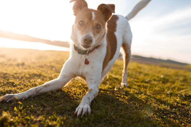 Dog Play Bow Meaning