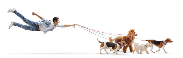 how to stop a dog pulling on the lead