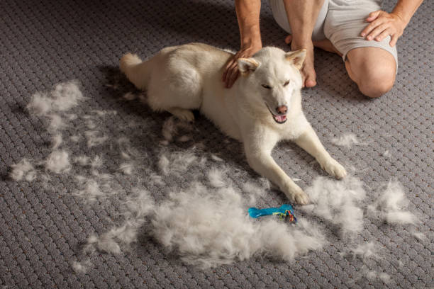 How to Stop Dog Shedding Naturally