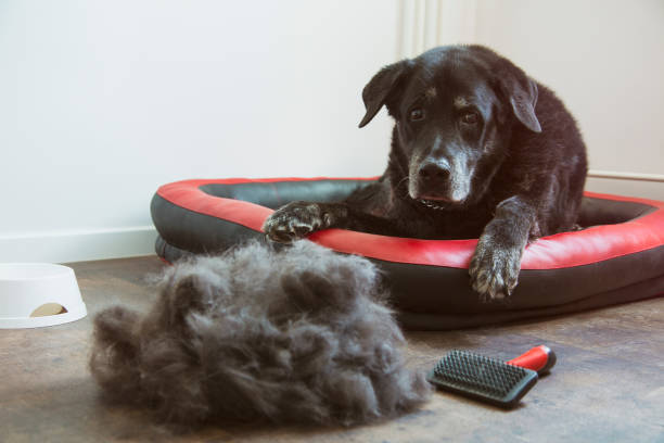 dog shedding control tips