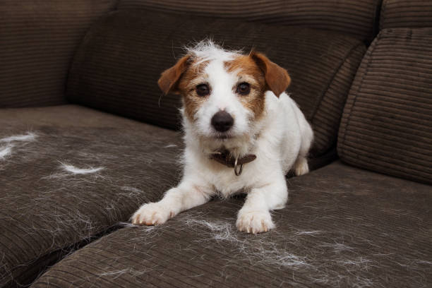 Why Is My Dog Shedding So Much