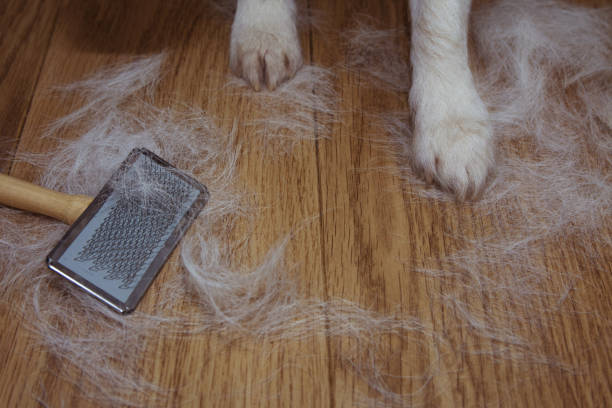 Dog Shedding vs Hair Loss