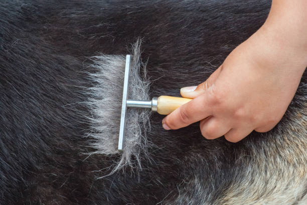 dog shedding when to worry