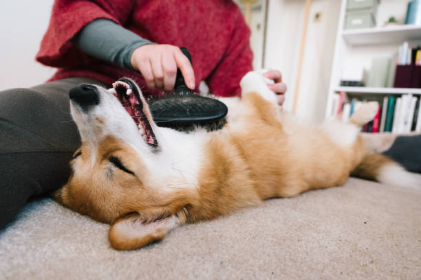 Dog Steam Brush